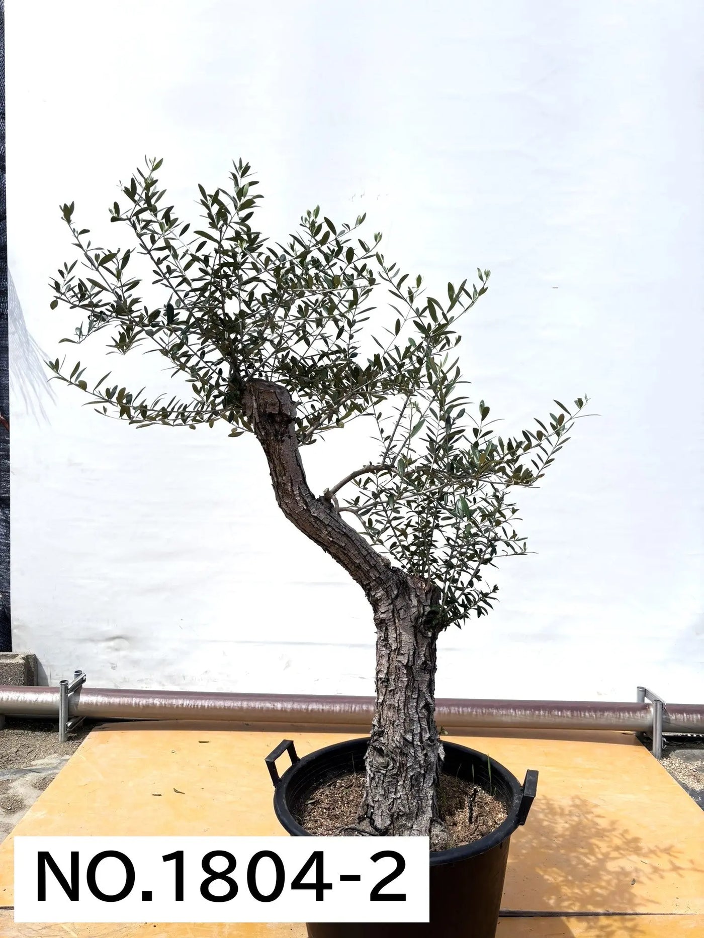 ネバディロブランコ　XLサイズ　約180cm　NO.1815　オリーブの木 古木　人気品種 株式会社鶴亀園