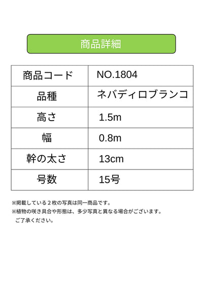 ネバディロブランコ　XLサイズ　約180cm　NO.1815　オリーブの木 古木　人気品種 株式会社鶴亀園