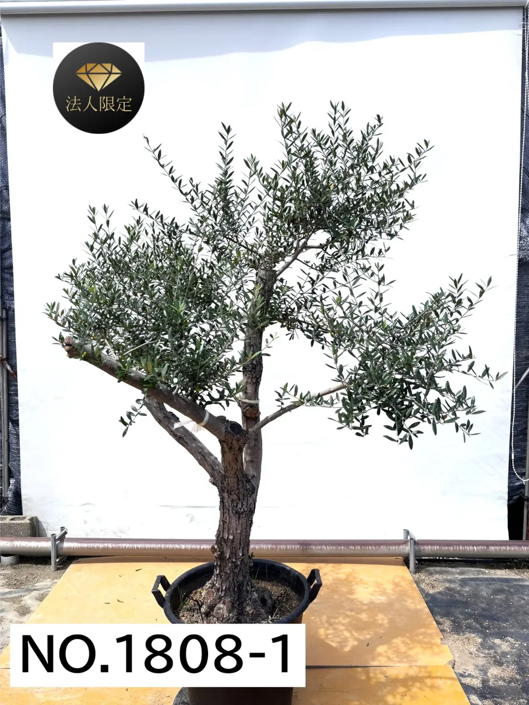 オリーブの木 ヘレナ 約130cm NO.1926 大型 現品掲載 古木 オリーブの
