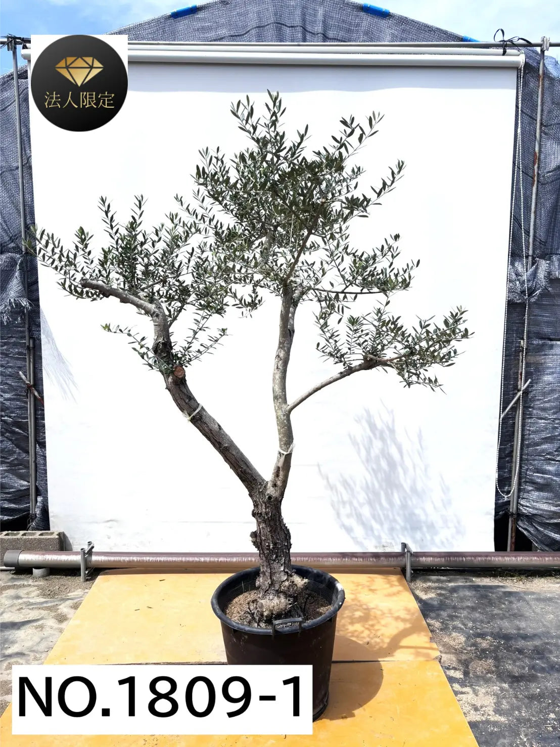 【引取限定】オリーブの木　低木仕上 オリーブ苗木一覧 - 株式会社鶴亀園 – ページ30