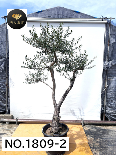 【法人限定】ネバディロブランコ（オリーブの木）｜XL｜NO.1809｜約220cm｜人気・開帳型
