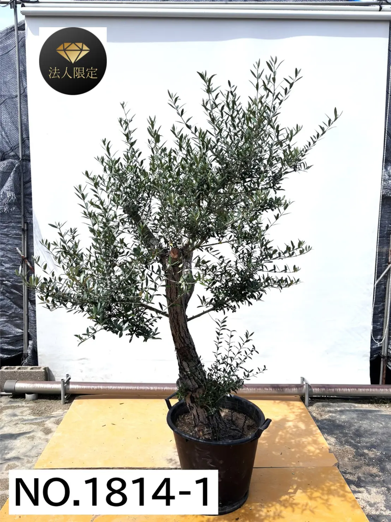 オリーブの木　ネバディロブランコ　約150cm　NO.1883　大型　現品掲載 オリーブの木 ネバディロブランコ 約150cm NO.1883 大型 現品掲載