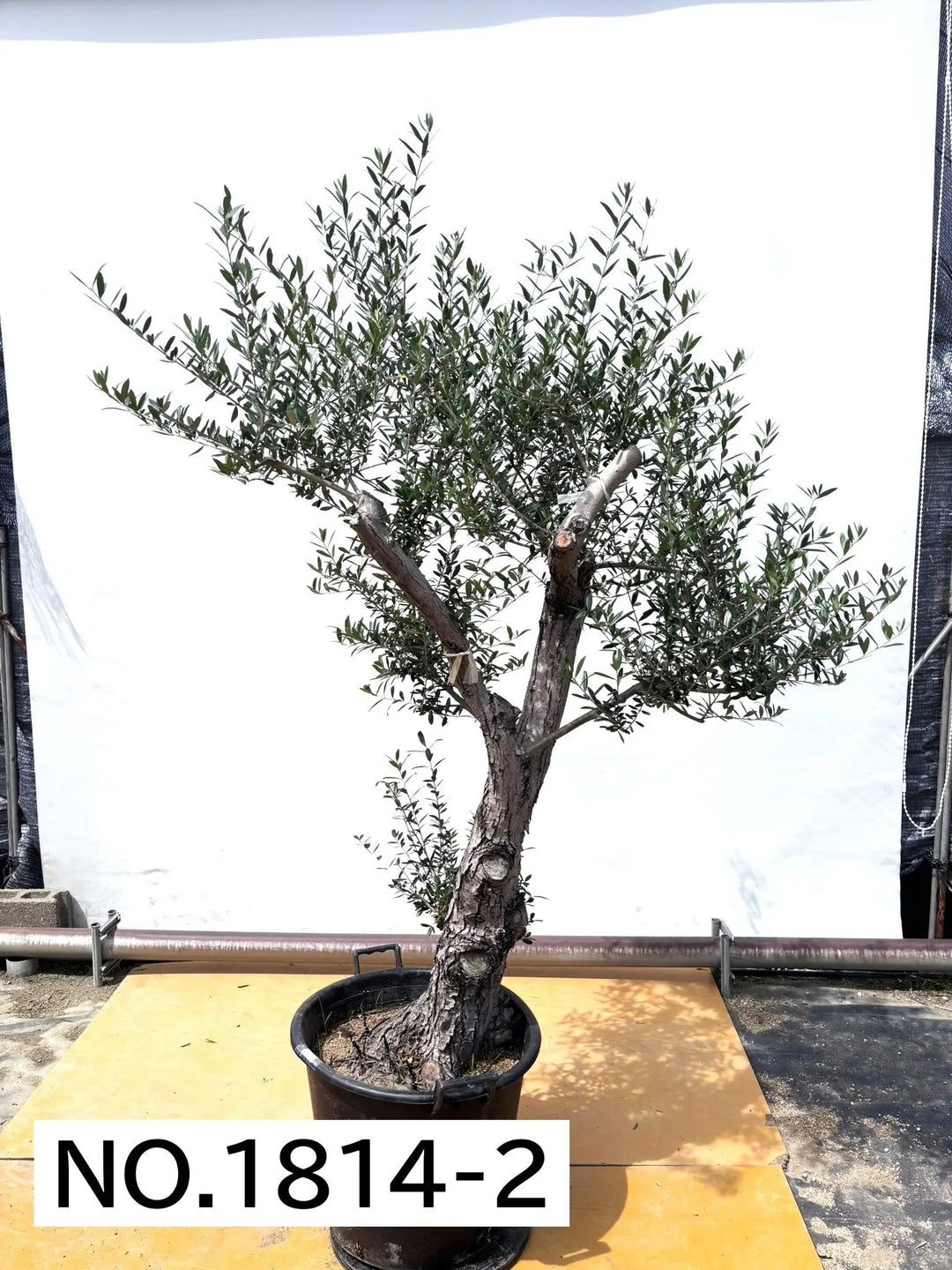 法人限定】ネバディロブランコ｜XL｜No.1814｜約200cm｜開帳型｜鶴亀園