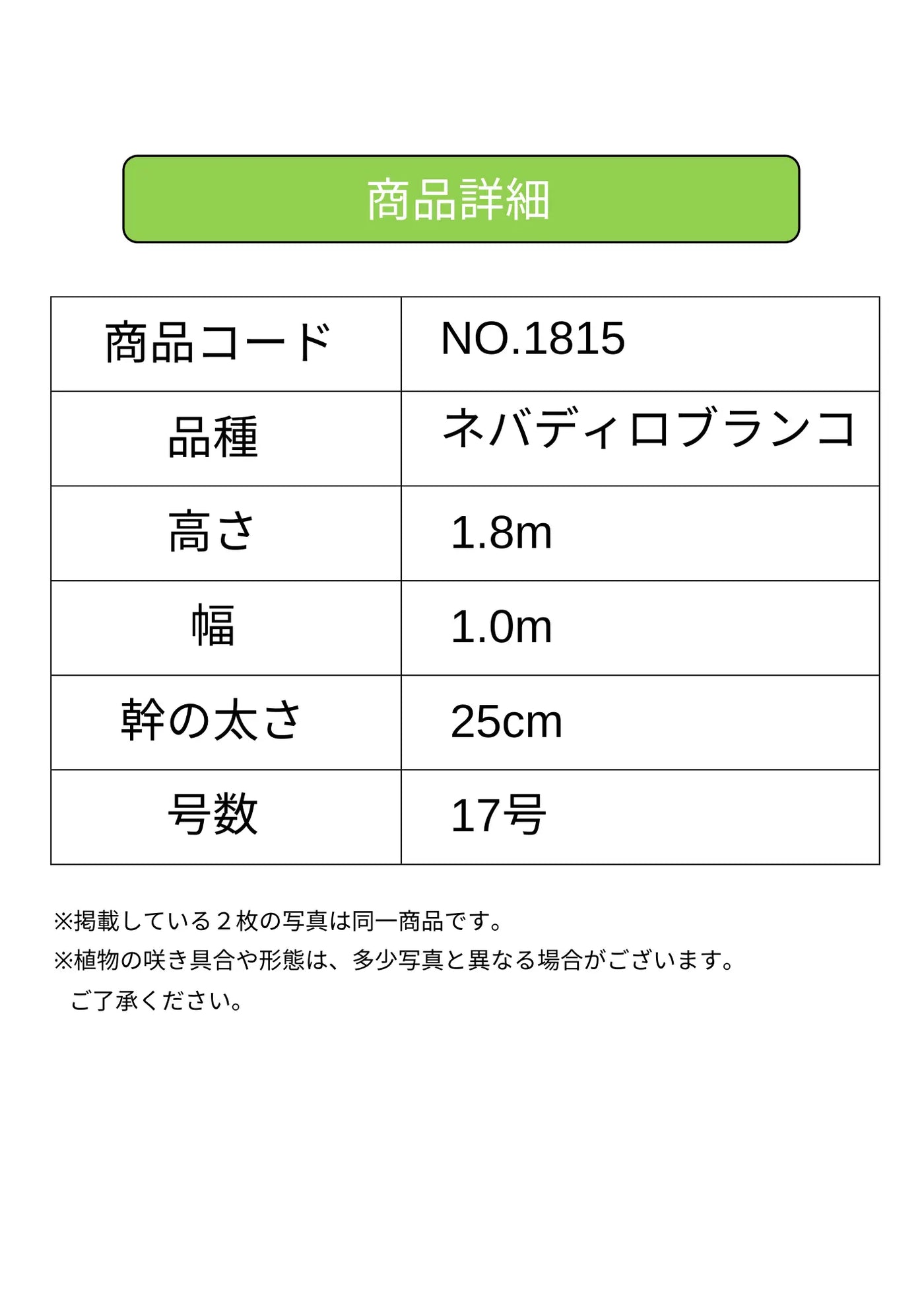 ネバディロブランコ　XLサイズ　約130cm　NO.1817　オリーブの木 古木　人気品種 株式会社鶴亀園