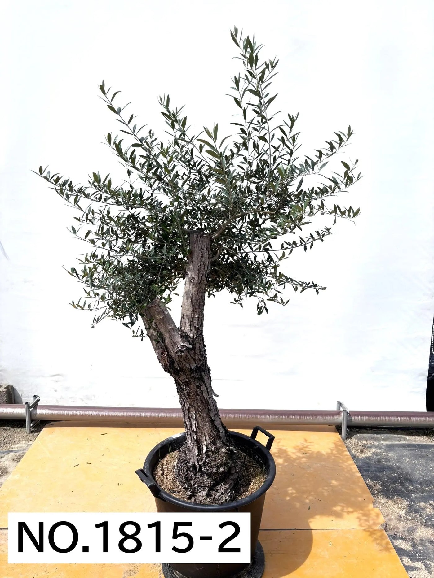 ネバディロブランコ　XLサイズ　約130cm　NO.1817　オリーブの木 古木　人気品種 株式会社鶴亀園