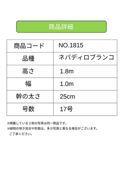 ネバディロブランコ　XLサイズ　約130cm　NO.1817　オリーブの木 古木　人気品種 株式会社鶴亀園