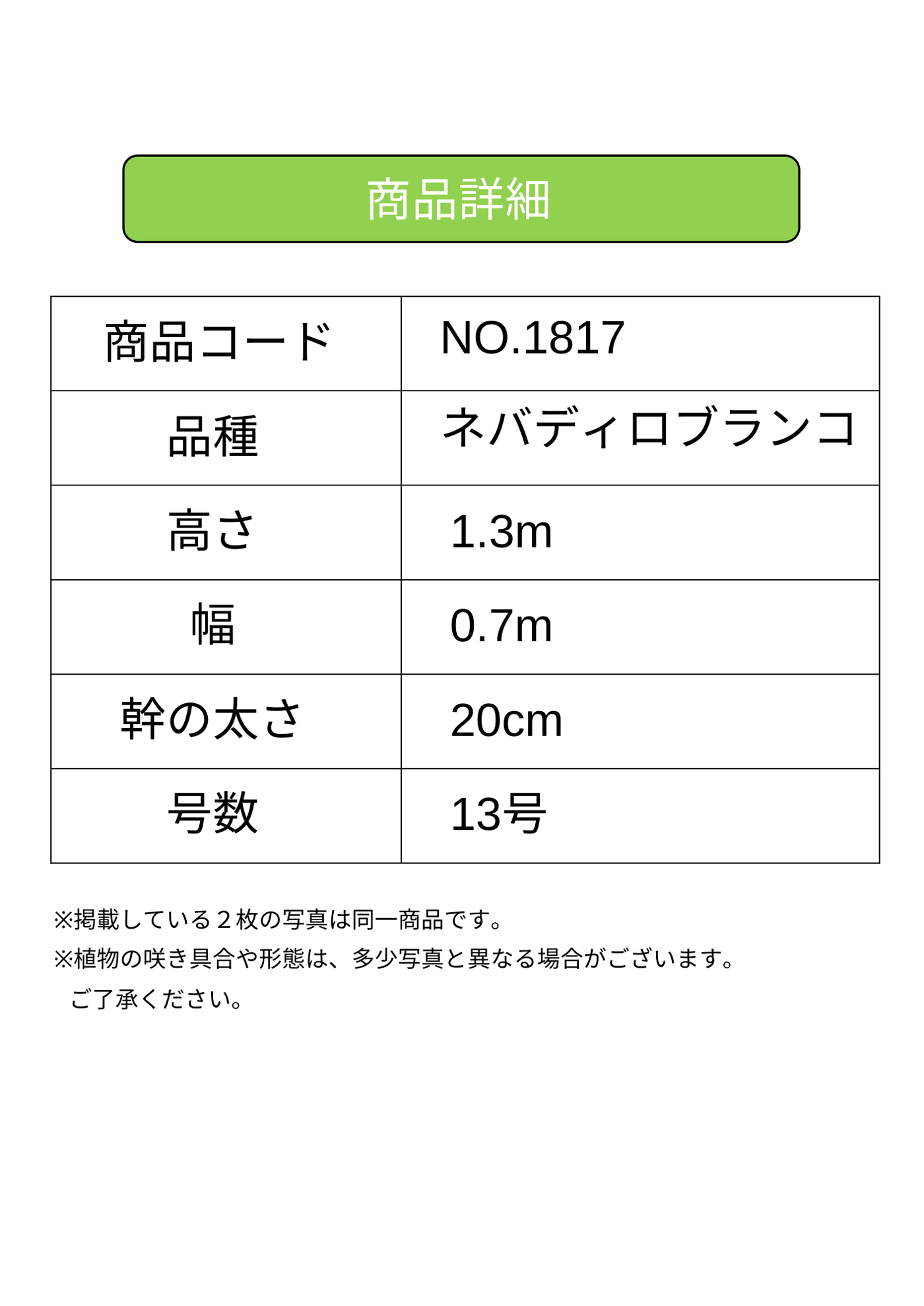 ネバディロブランコ　XLサイズ　約130cm　NO.1817　オリーブの木 古木　人気品種