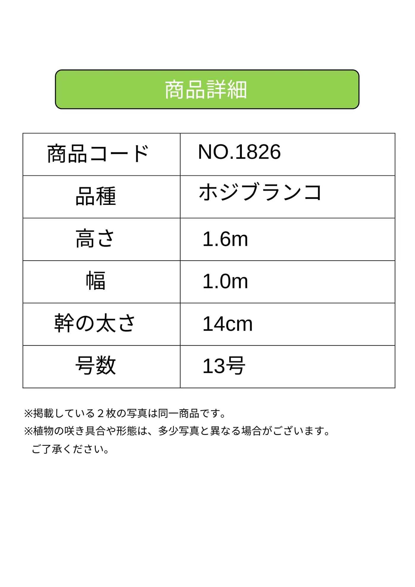 ホジブランコ　XLサイズ　約140cm　NO.1830　オリーブの木　古木 人気品種 株式会社鶴亀園