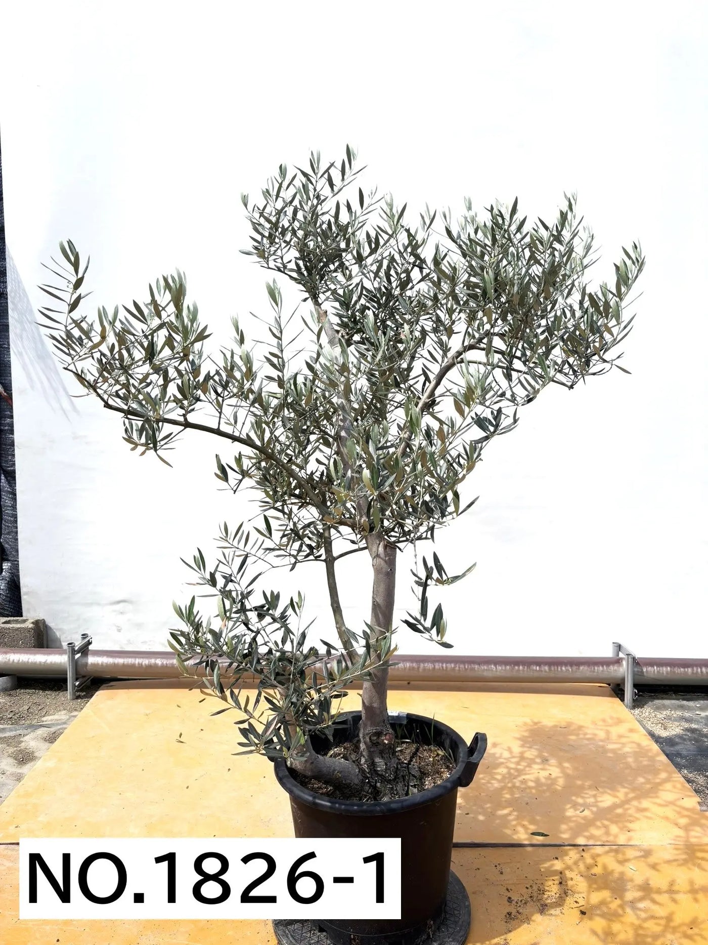 ホジブランコ　XLサイズ　約140cm　NO.1830　オリーブの木　古木 人気品種 株式会社鶴亀園