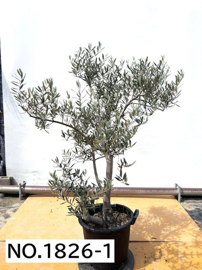 ホジブランコ　XLサイズ　約140cm　NO.1830　オリーブの木　古木 人気品種 株式会社鶴亀園
