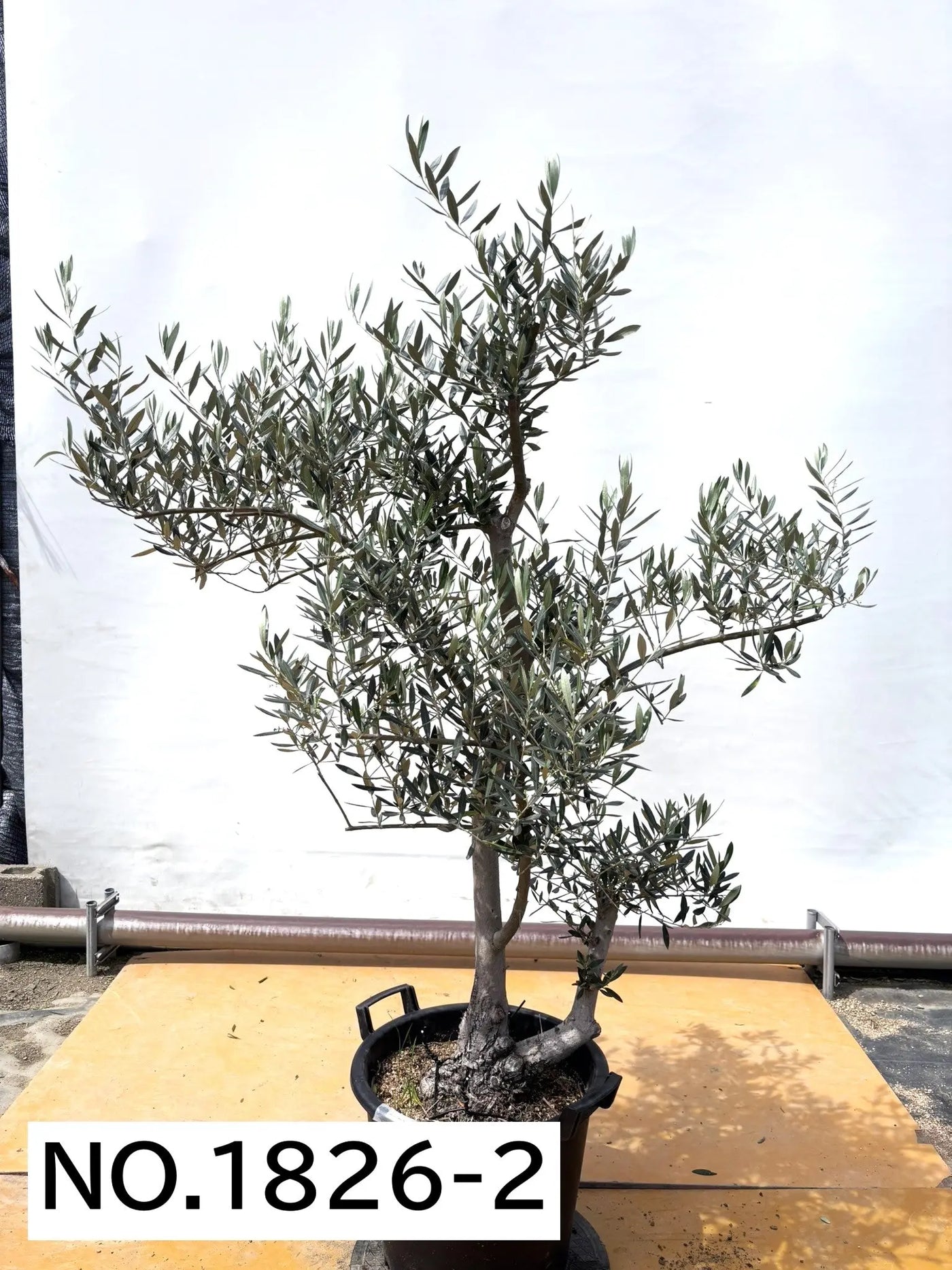 ホジブランコ　XLサイズ　約140cm　NO.1830　オリーブの木　古木 人気品種 株式会社鶴亀園