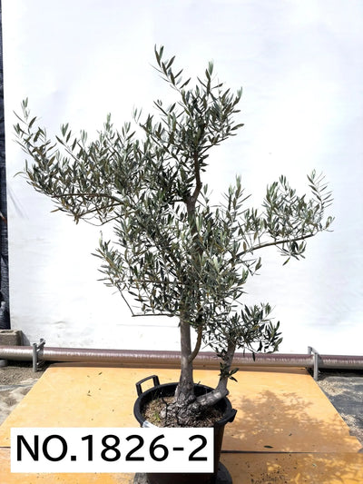 ホジブランコ　XLサイズ　約140cm　NO.1830　オリーブの木　古木 人気品種 株式会社鶴亀園