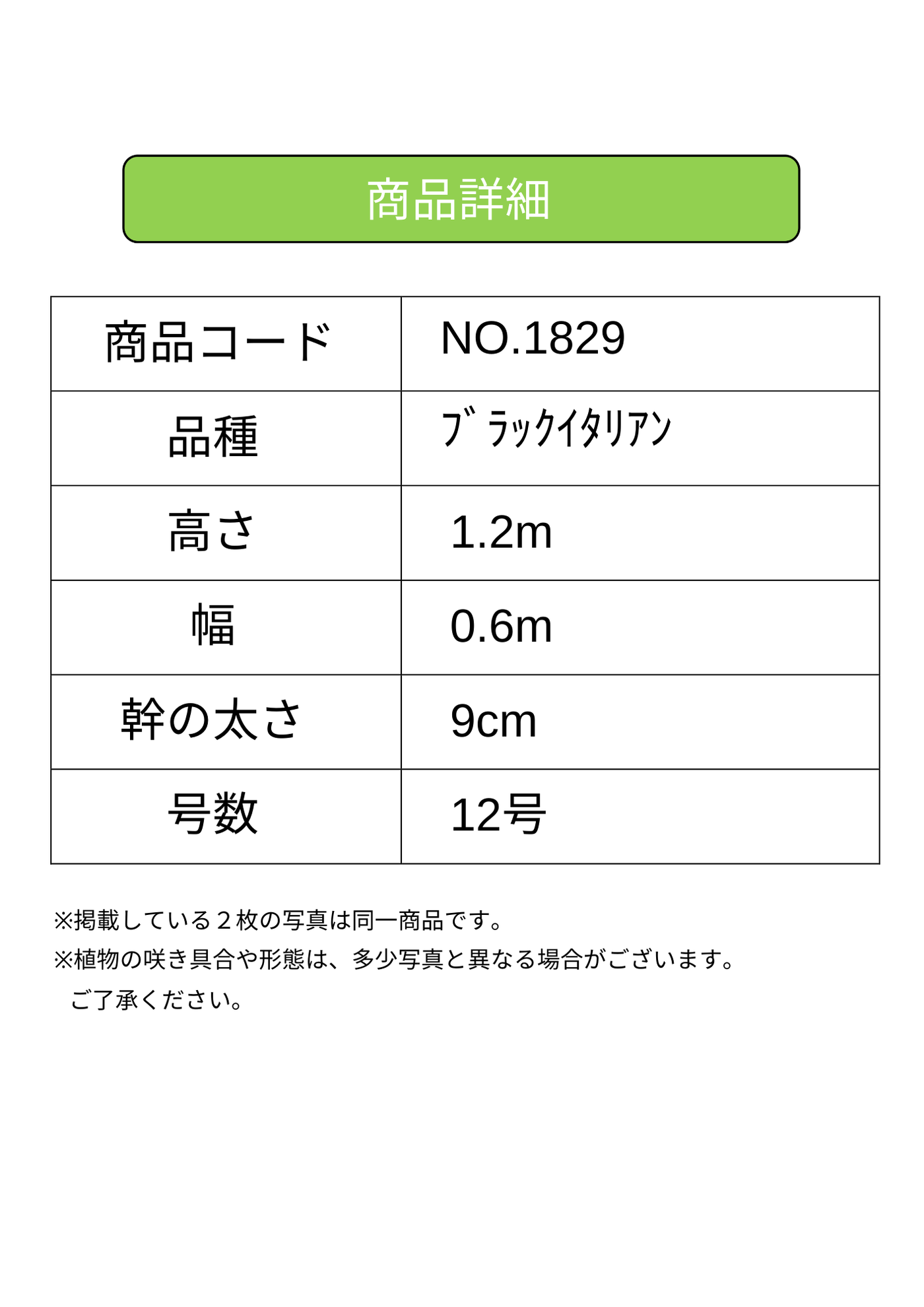 ブラックイタリアン　XLサイズ　約120cm　NO.1829　オリーブの木 古木　希少品種