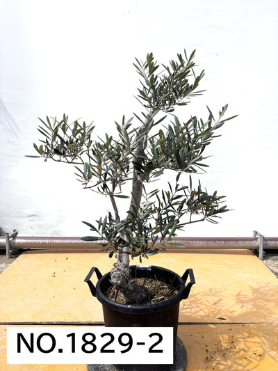 ブラックイタリアン　XLサイズ　約120cm　NO.1829　オリーブの木 古木　希少品種