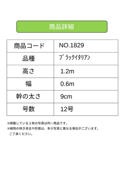ブラックイタリアン　XLサイズ　約120cm　NO.1829　オリーブの木 古木　希少品種
