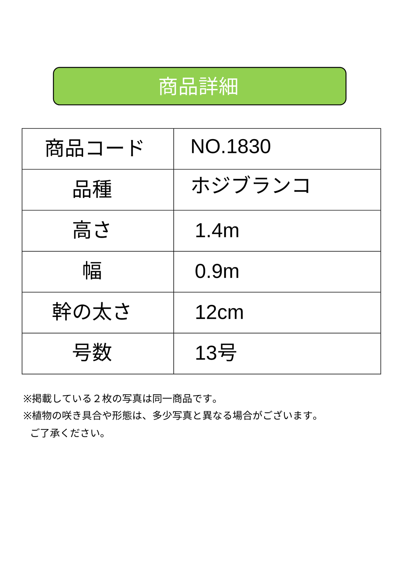 ホジブランコ　XLサイズ　約140cm　NO.1830　オリーブの木　古木 人気品種