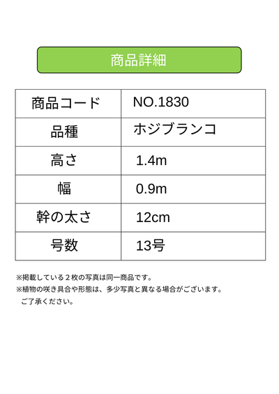 ホジブランコ　XLサイズ　約140cm　NO.1830　オリーブの木　古木 人気品種