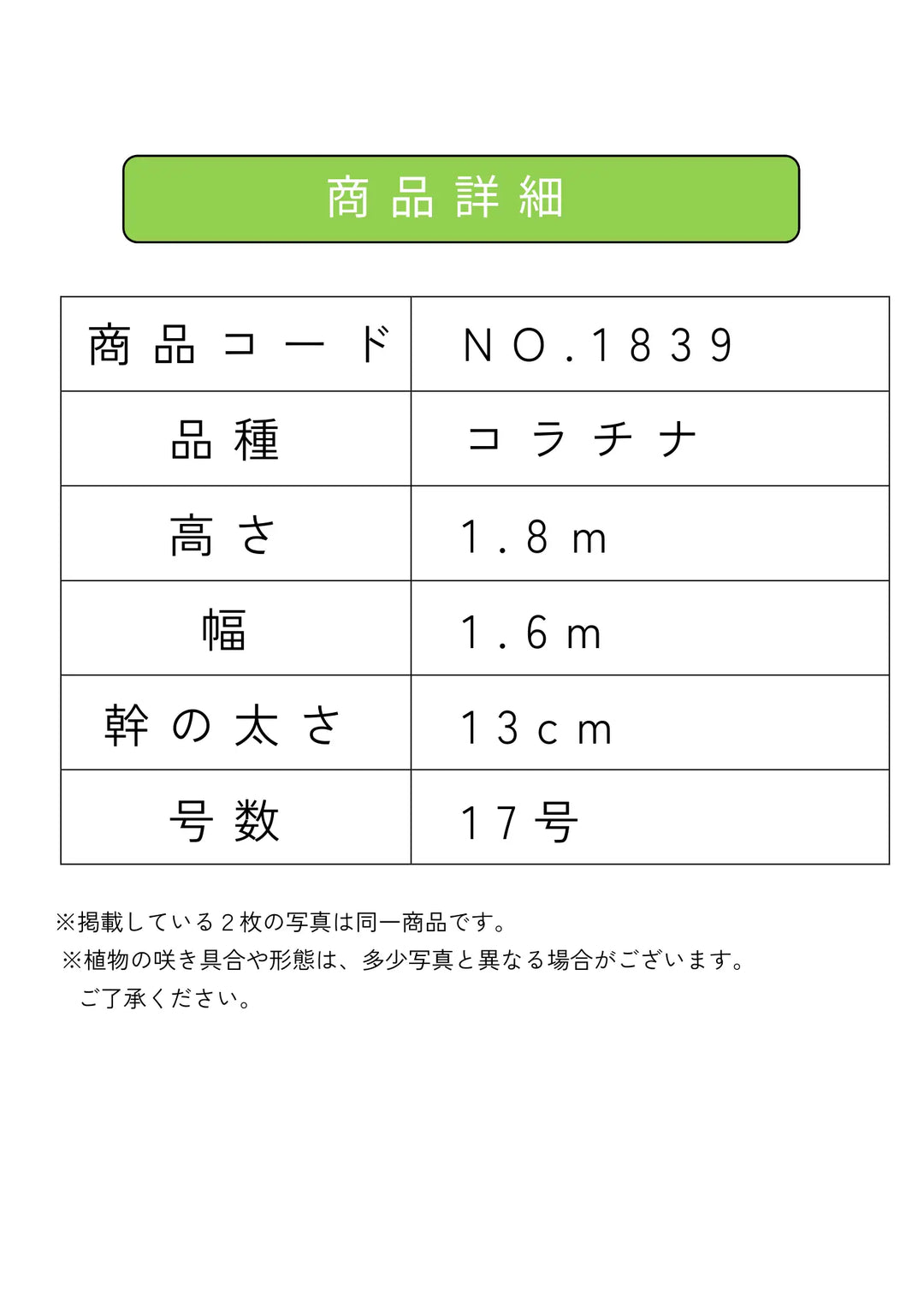 約180cm 大型商品 コラチナ オリーブの木 オリーブの木　コラチナ　大型商品　約180cm　NO.2118　現品掲載 NO.2118 【公式通販】 現品掲載 その他観葉植物