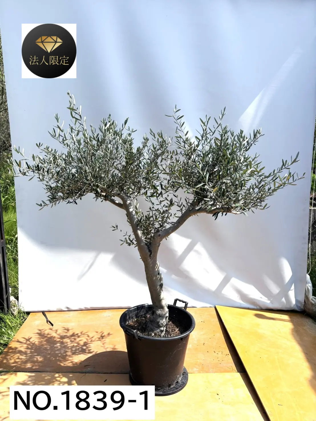 【法人限定】コラチナ（オリーブの木）｜XL｜NO.1839｜約180cm｜人気・直立型