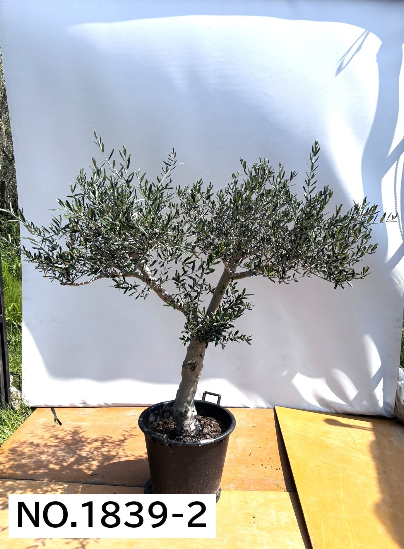 【法人限定】コラチナ（オリーブの木）｜XL｜NO.1839｜約180cm｜人気・直立型 株式会社鶴亀園
