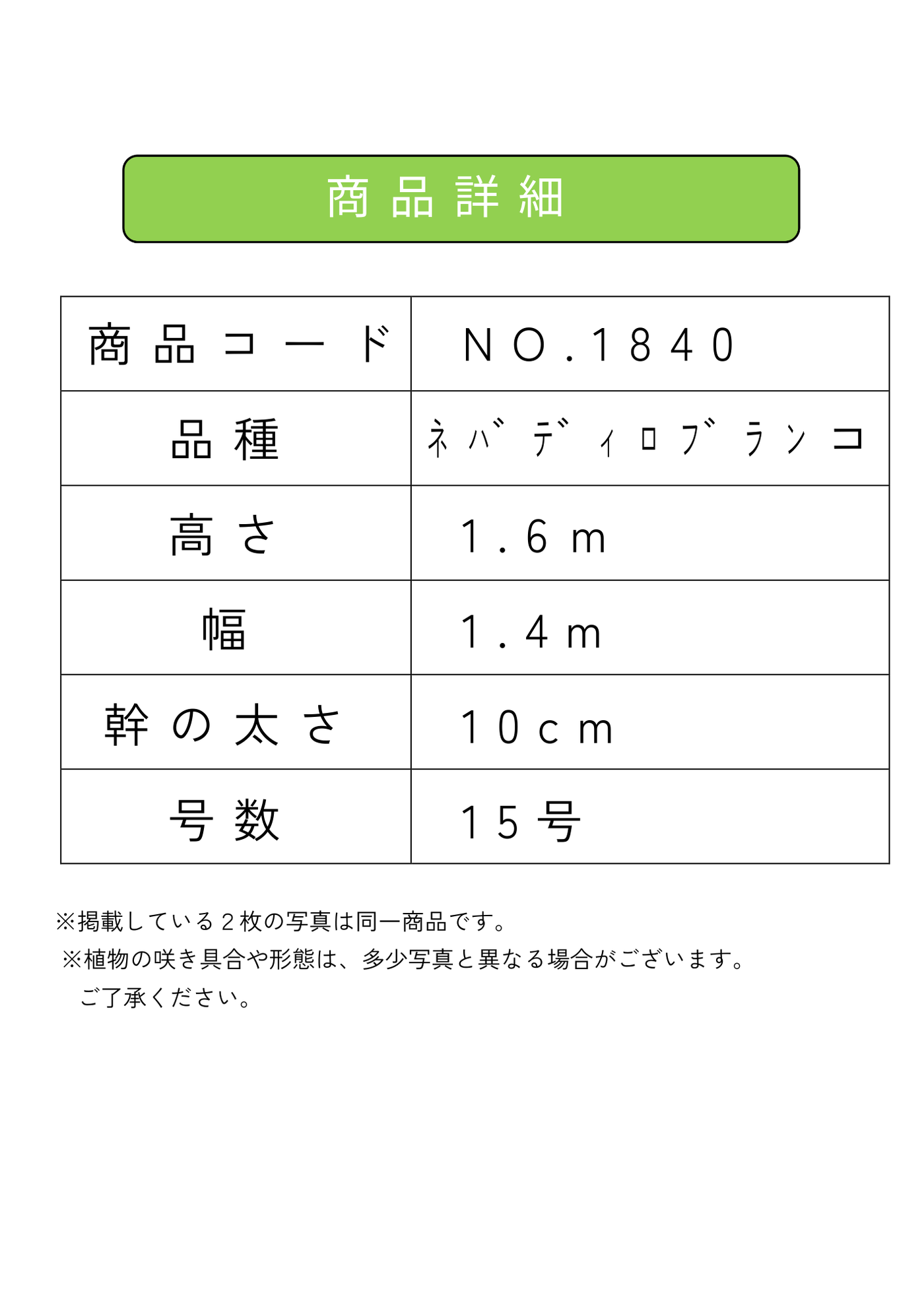 【法人限定】ネバディロブランコ（オリーブの木）｜XL｜NO.1840｜約160cm｜人気・開帳型 株式会社鶴亀園