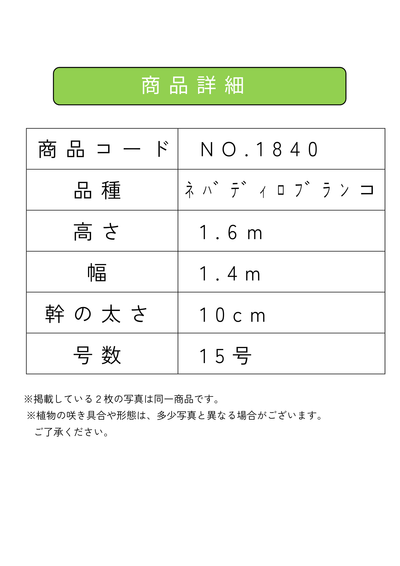 【法人限定】ネバディロブランコ（オリーブの木）｜XL｜NO.1840｜約160cm｜人気・開帳型 株式会社鶴亀園