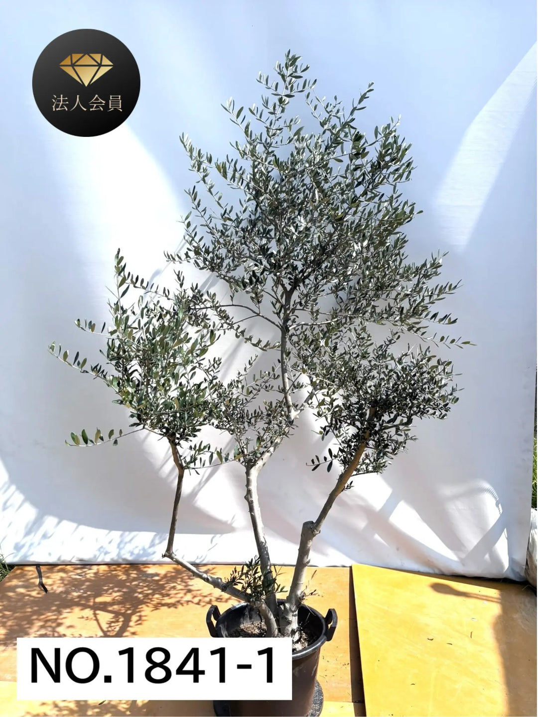 オリーブの木 ルッカ 盆栽風 8号 約40cm 現品販売 法人限定】ルッカ