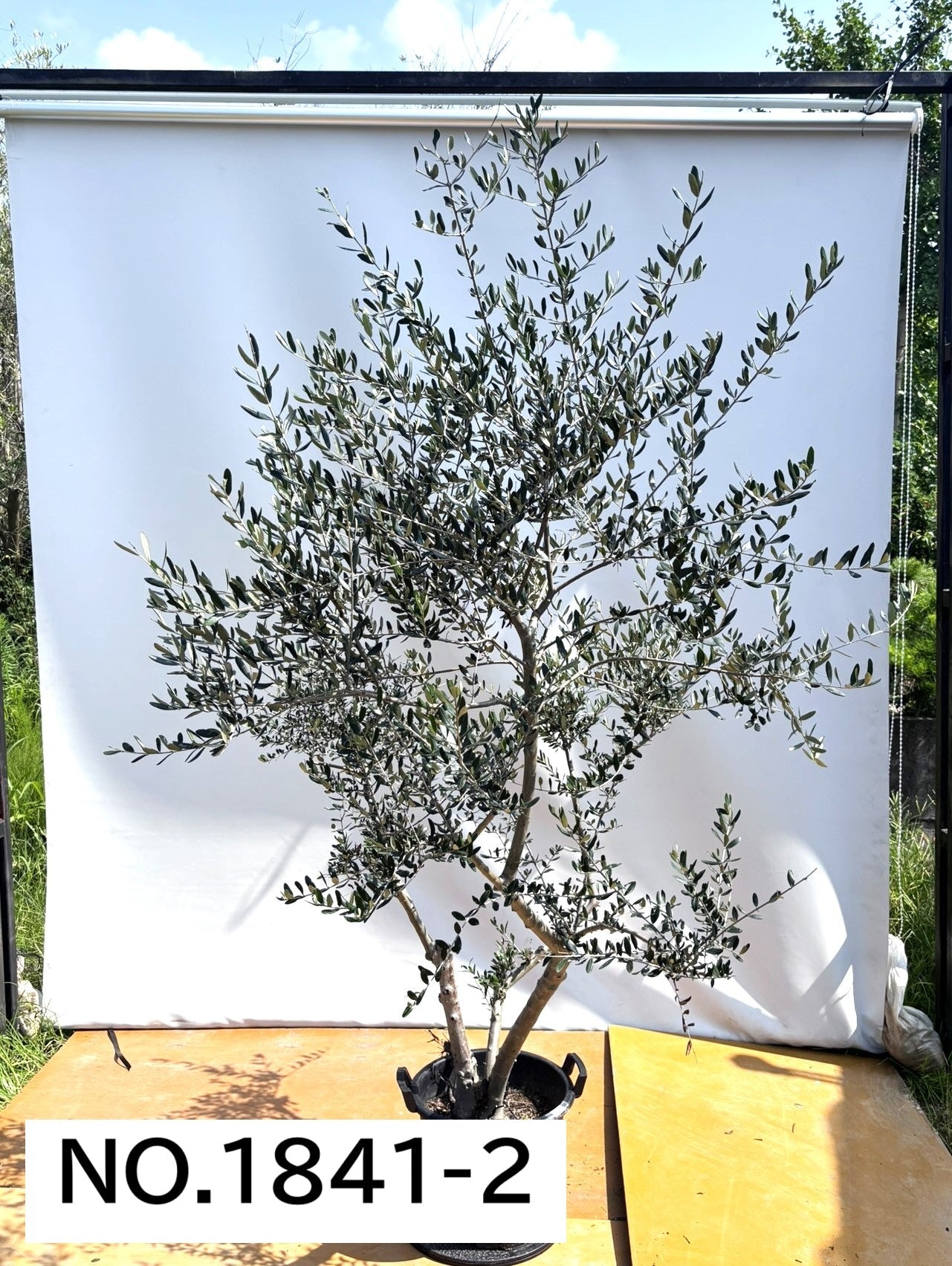 【法人限定】ルッカ（オリーブの木）｜XL｜NO.1841｜約240cm｜人気・寒冷地OK 株式会社鶴亀園