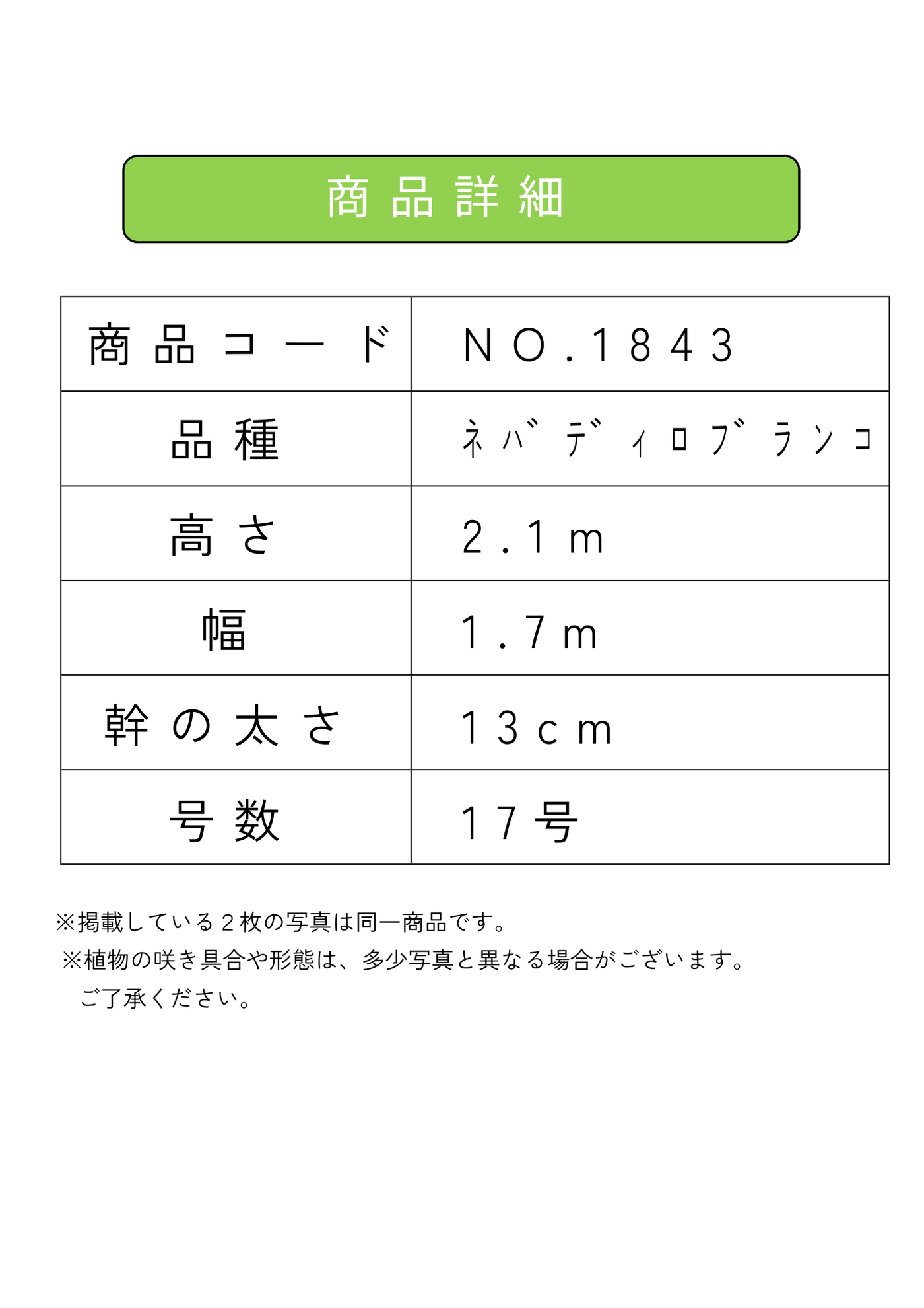 【法人限定】ネバディロブランコ（オリーブの木）｜XL｜NO.1843｜約210cm｜人気・開帳型 株式会社鶴亀園