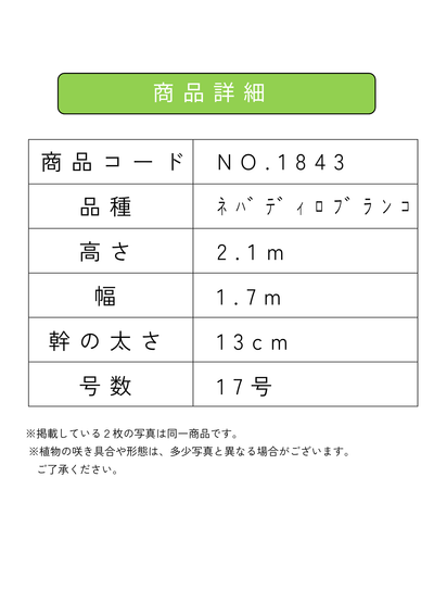 【法人限定】ネバディロブランコ（オリーブの木）｜XL｜NO.1843｜約210cm｜人気・開帳型 株式会社鶴亀園