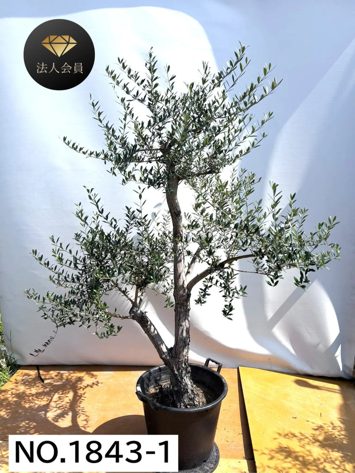 オリーブ　盆栽　古木　オリーブの木　ネバディロブランコ NEW【人気・開帳型】ネバディロブランコ（オリーブの木）〈初心者向き