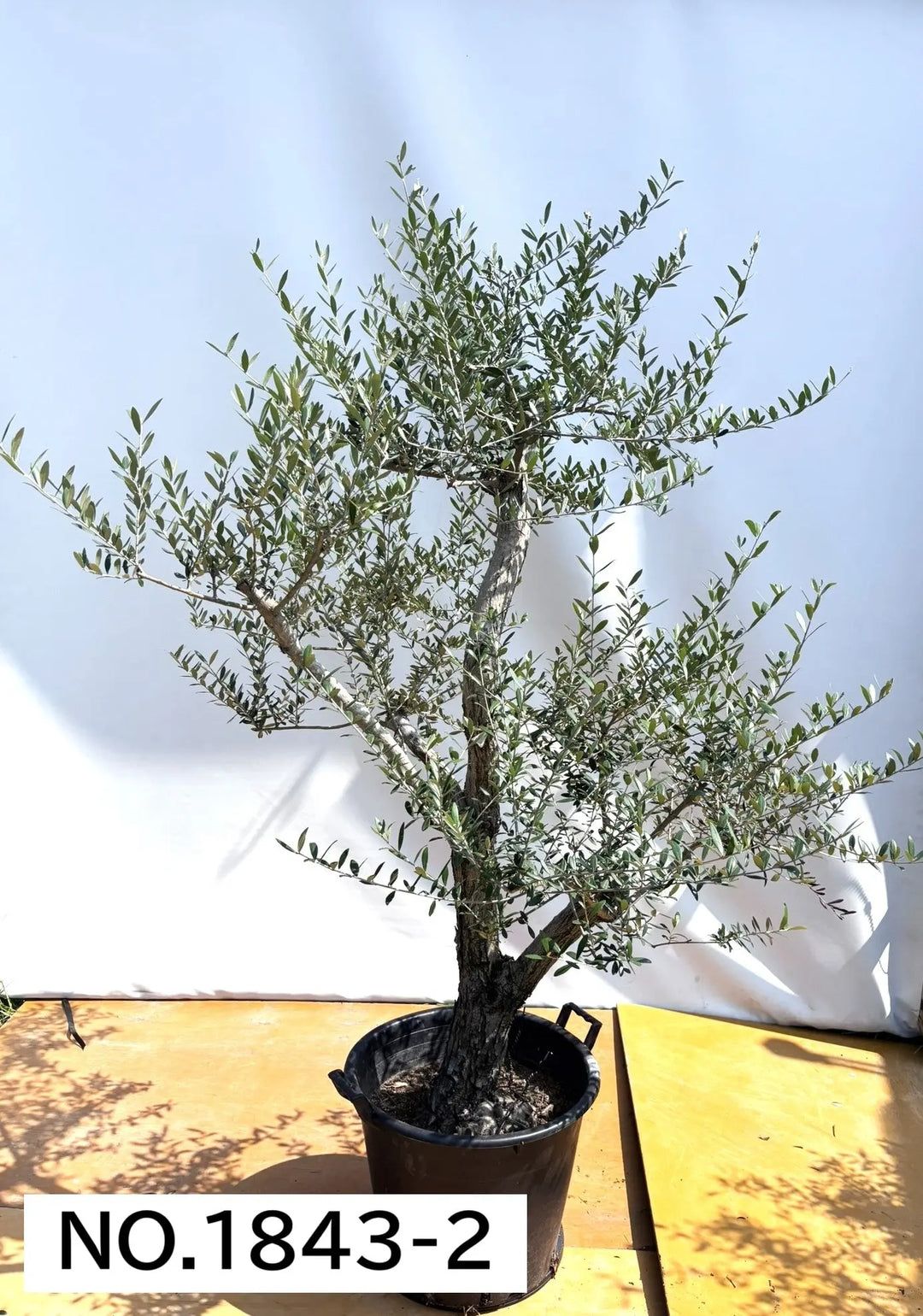 法人限定】ネバディロブランコ（オリーブの木）｜XL｜NO.1843｜約210cm