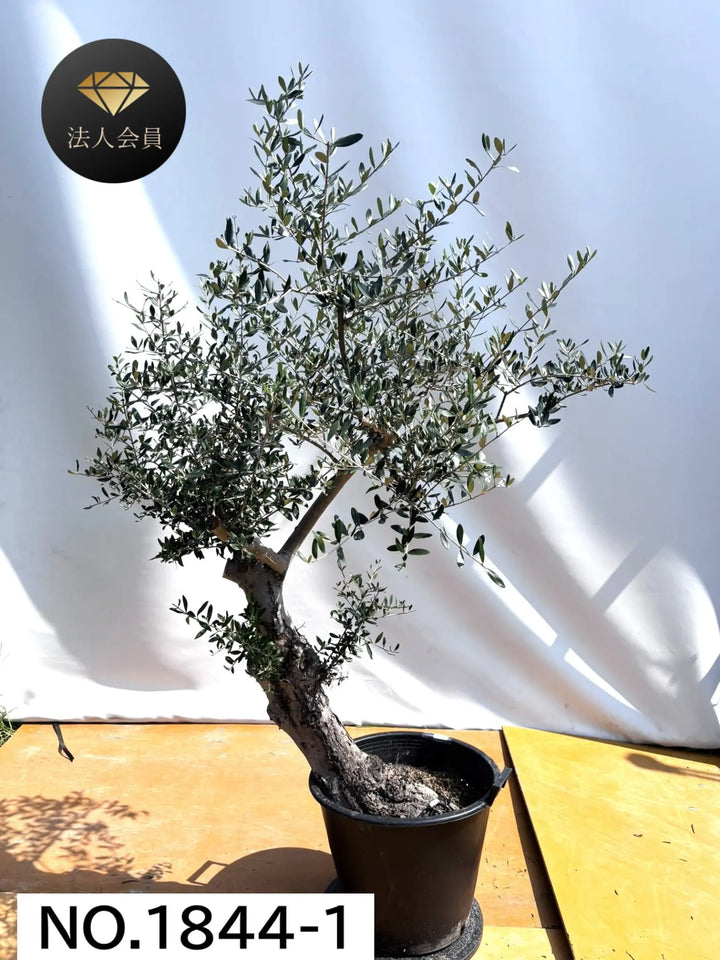 1844-3_720x.png?v=1756270395