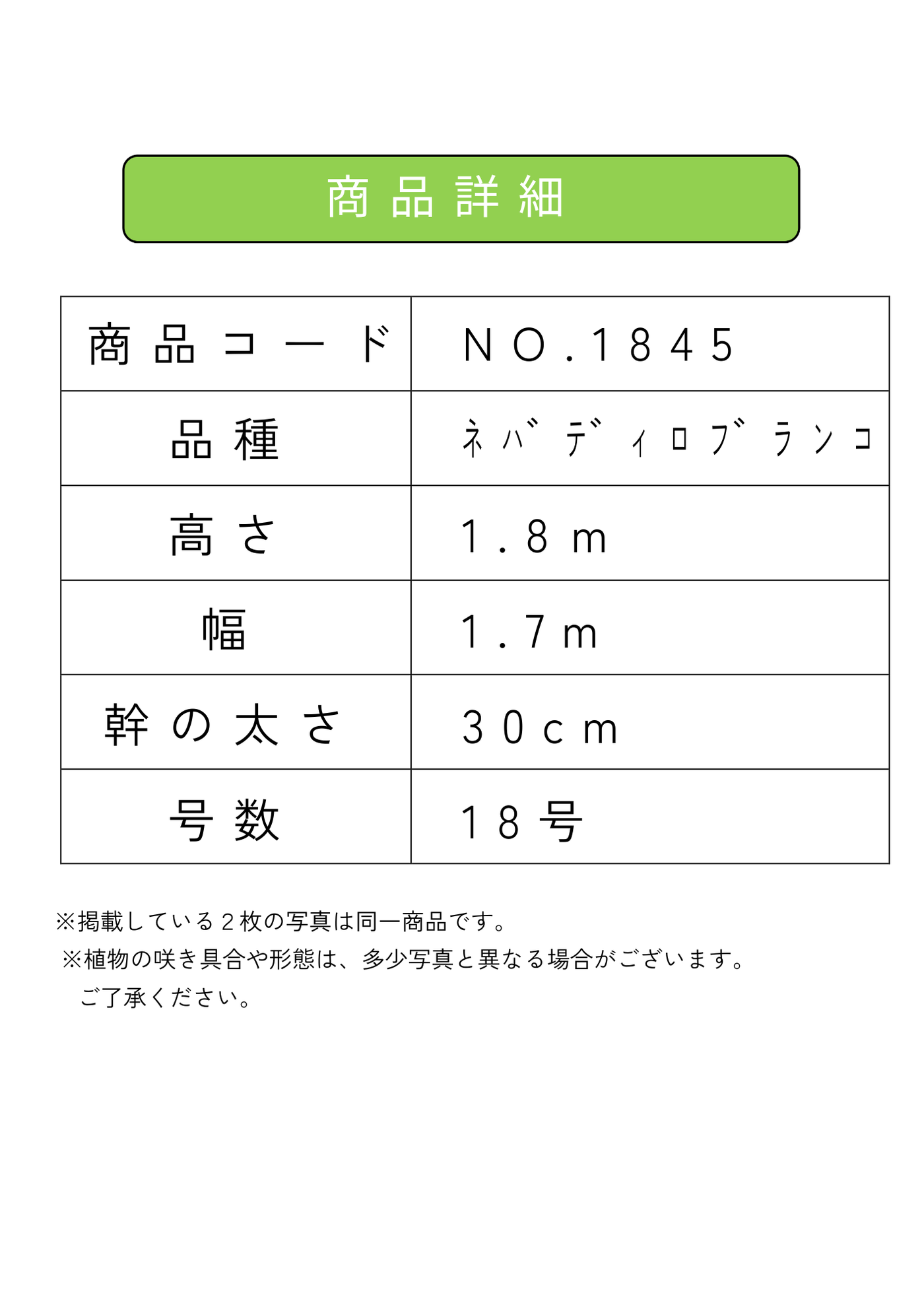 【法人限定】ネバディロブランコ（オリーブの木）｜XL｜NO.1846｜約190cm｜人気・開帳型 株式会社鶴亀園
