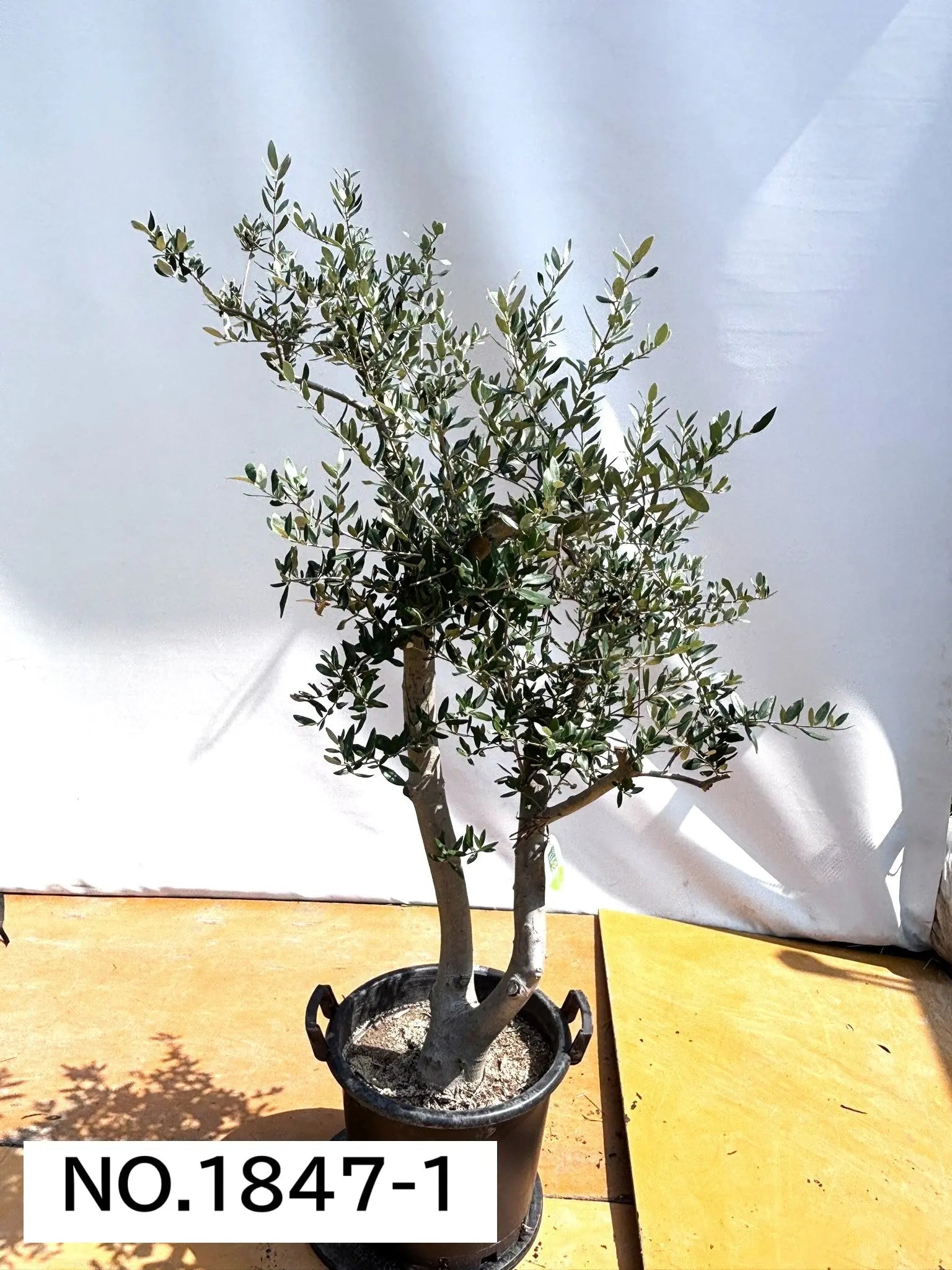 オリーブの木　ヘレナ　約160cm　NO.1847　大型　現品掲載　古木 寒さに強い・開帳型】ヘレナ（オリーブの木）〈大型商品〉｜約160cm