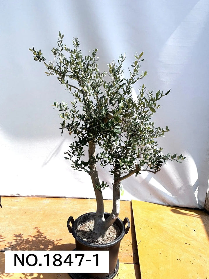 寒さに強い・開帳型】ヘレナ（オリーブの木）〈大型商品〉｜約160cm