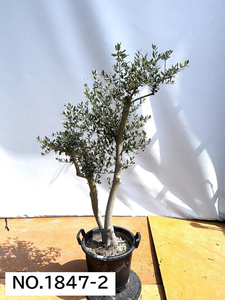 寒さに強い・開帳型】ヘレナ（オリーブの木）〈大型商品〉｜約160cm