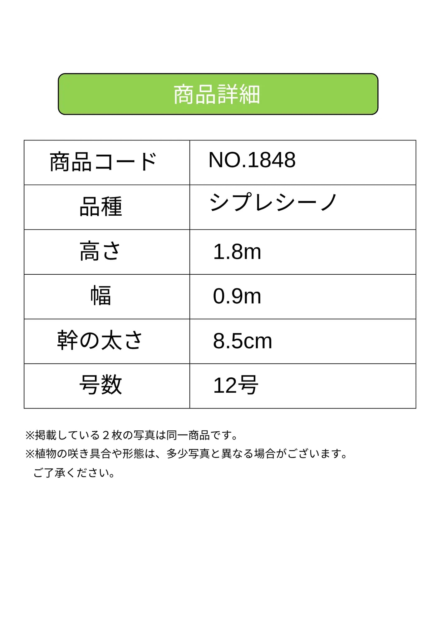 NEW【人気・初心者向き・シンボル向き】シプレシーノ（オリーブの木）〈大型商品〉｜約180cm｜XLサイズ｜No.1848 株式会社鶴亀園