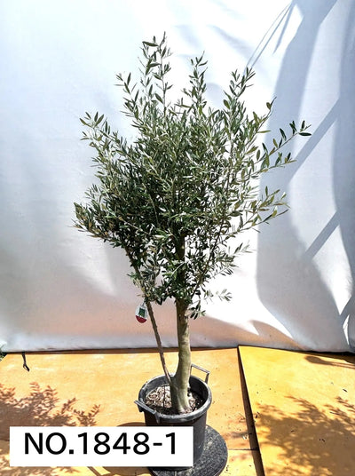 NEW【人気・初心者向き・シンボル向き】シプレシーノ（オリーブの木）〈大型商品〉｜約180cm｜XLサイズ｜No.1848 株式会社鶴亀園