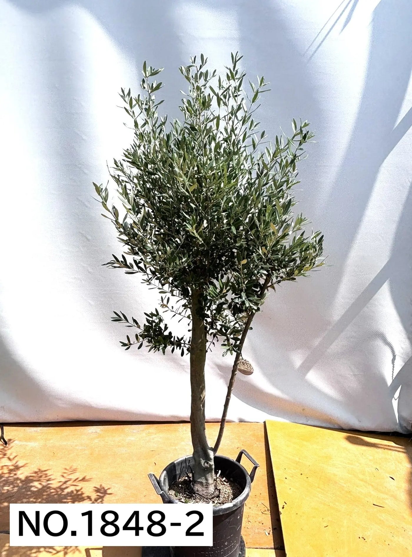 NEW【人気・初心者向き・シンボル向き】シプレシーノ（オリーブの木）〈大型商品〉｜約180cm｜XLサイズ｜No.1848 株式会社鶴亀園