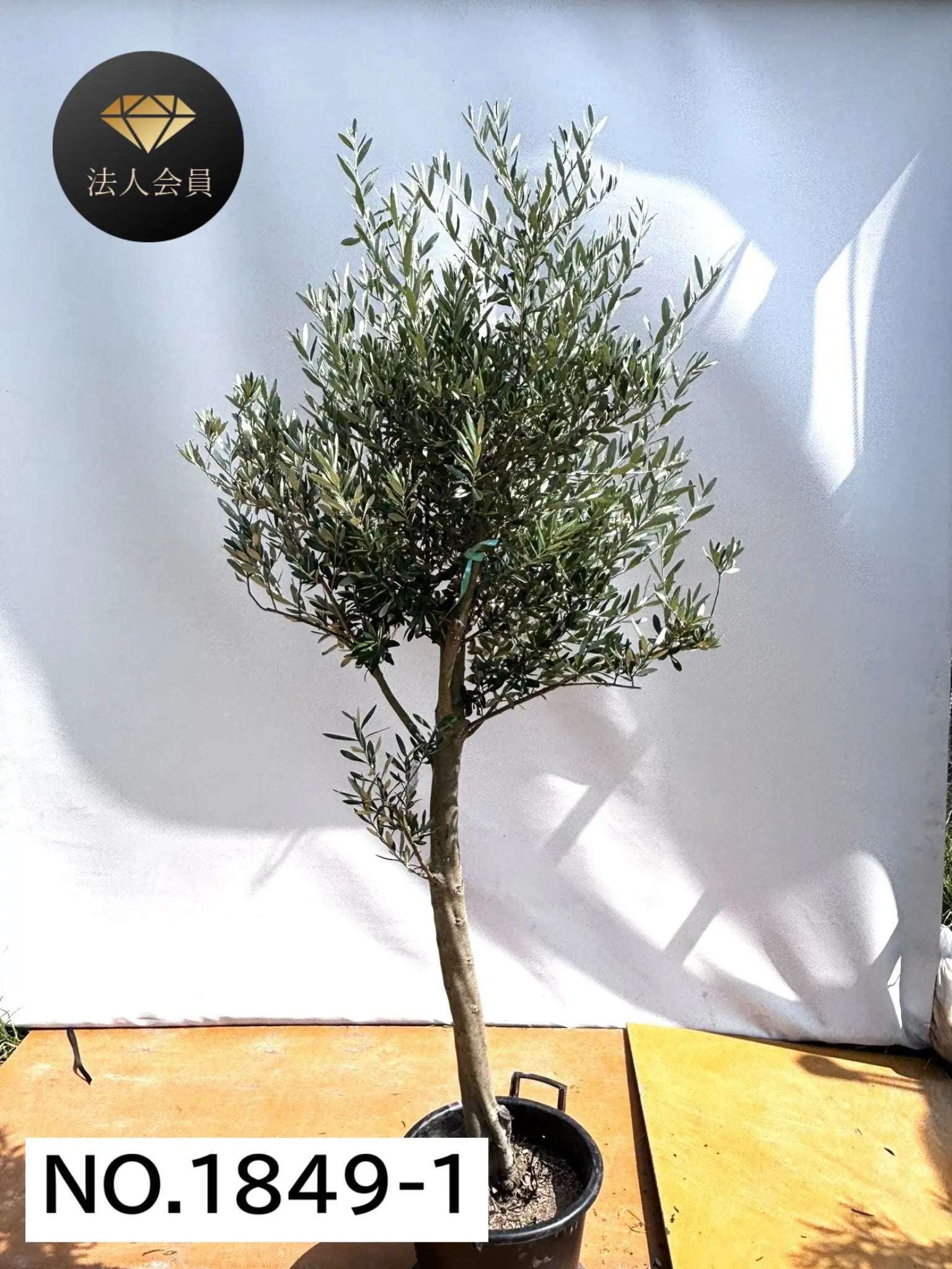法人限定】シプレシーノ（オリーブの木） XL｜約210cm｜No.1849