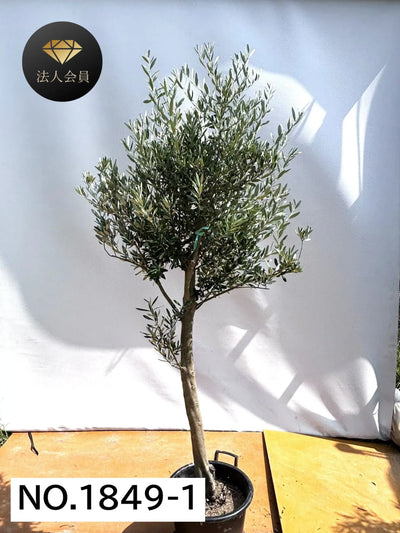 【法人限定】シプレシーノ（オリーブの木） XL｜約210cm｜No.1849｜初心者・シンボルツリー向け 株式会社鶴亀園