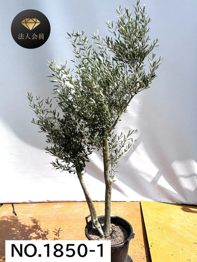 【法人限定】シプレシーノ（オリーブの木） XL｜約210cm｜No.1850｜初心者・シンボルツリー向け 株式会社鶴亀園