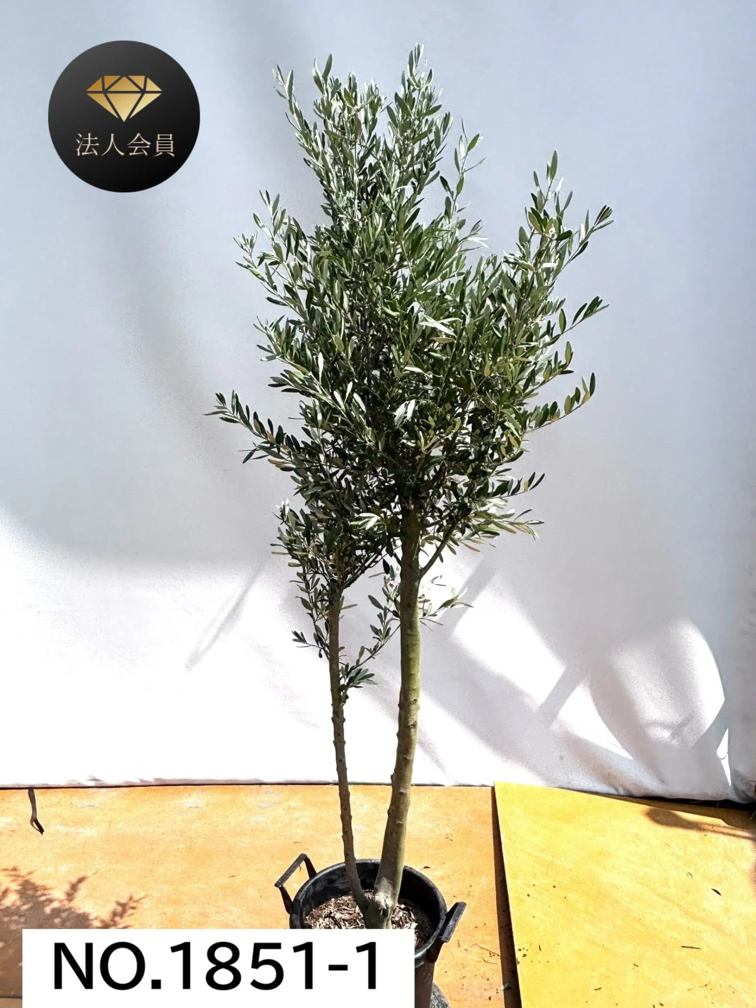 オリーブの木　シプレシーノ　7号　約130cm　NO.459　人気品種　一点物 71Kpj8MrV7L._UF350,350_QL80_.jpg