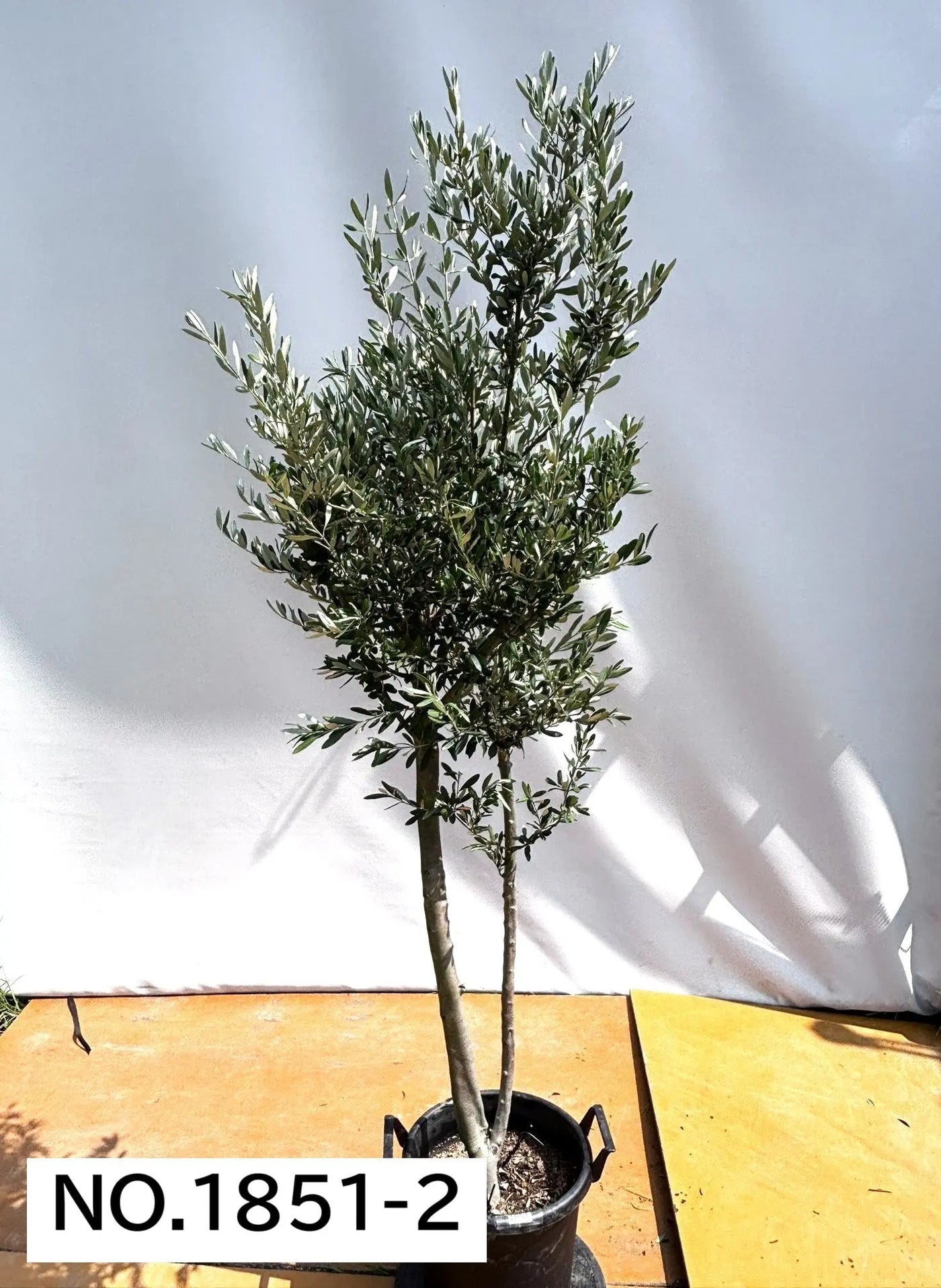 【法人限定】シプレシーノ（オリーブの木） XL｜約200cm｜No.1867｜初心者・シンボルツリー向け (コピー) (コピー) (コピー) 株式会社鶴亀園