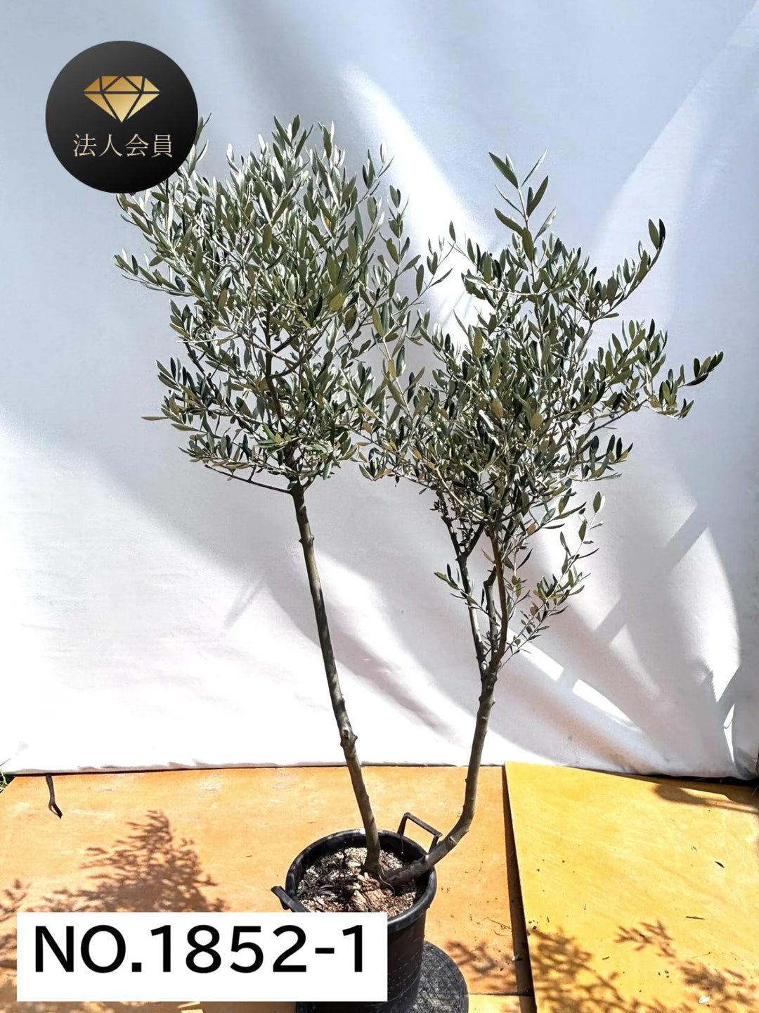 オリーブの木　ルッカ　約170cm　NO.2010　大型　人気品種　現品掲載 NEWルッカ（オリーブの木）｜XLサイズ｜No.2010｜約170cm｜人気・寒冷