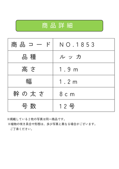 【法人限定】ルッカ（オリーブの木）｜XL｜NO.1854｜約200cm｜人気・寒冷地OK 株式会社鶴亀園