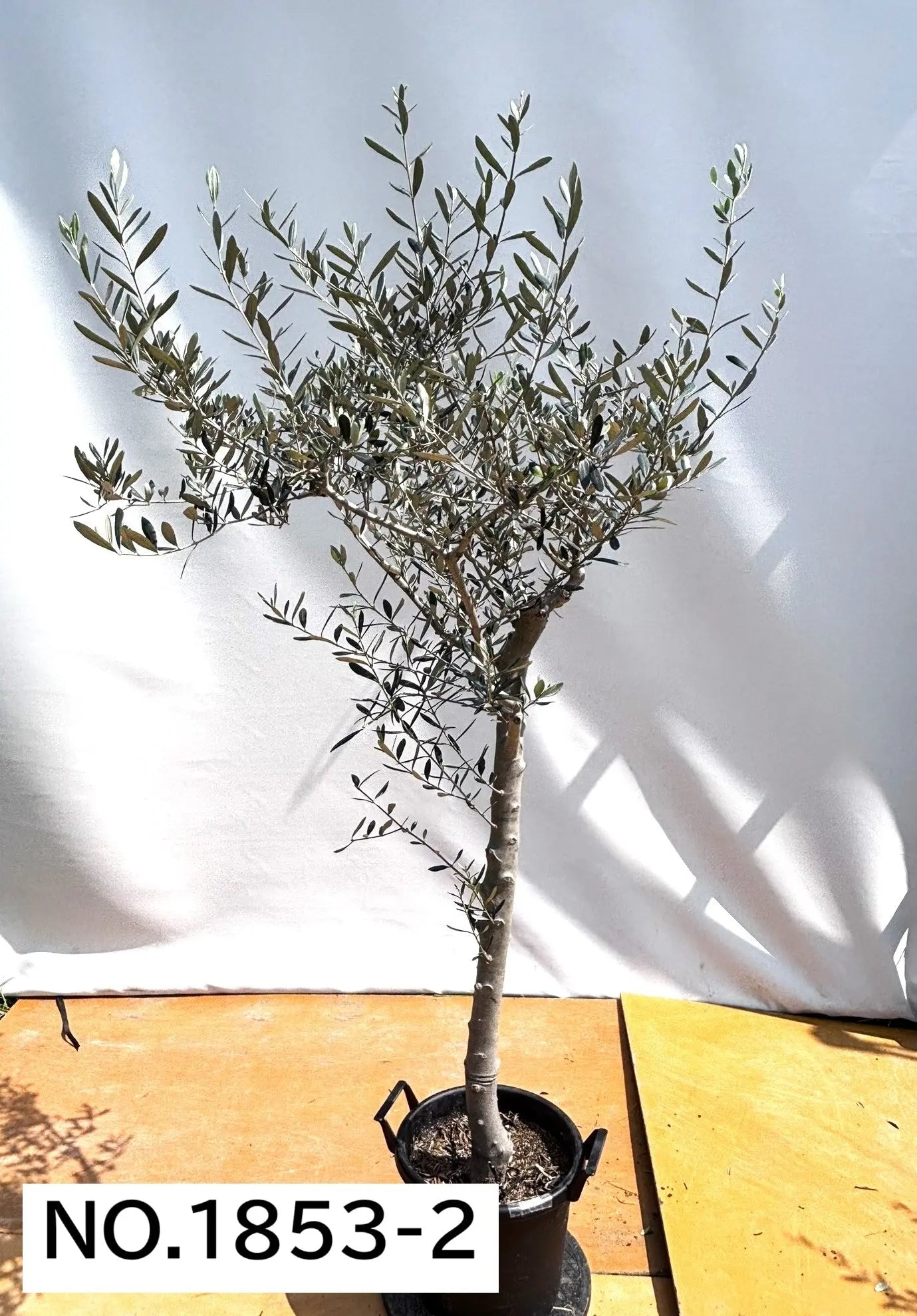 maroonルッカ　10号　約200cm　K-179　人気品種　一点物 maroon様専用ルッカ 10号 約200cm K-179 人気品種 一点物 - メルカリ