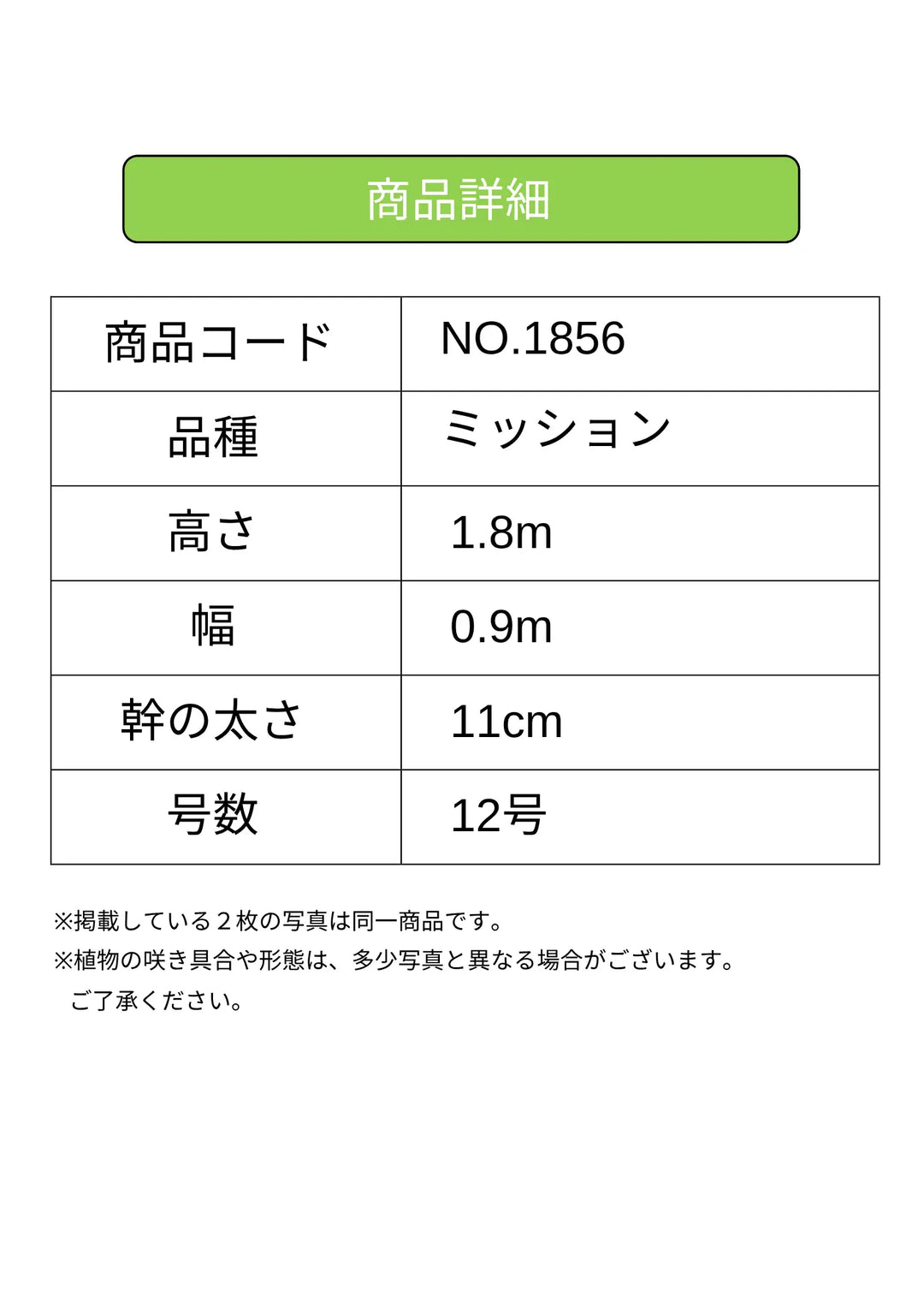NEWミッション（オリーブの木）｜大型商品｜NO.1856 ｜約180cm
