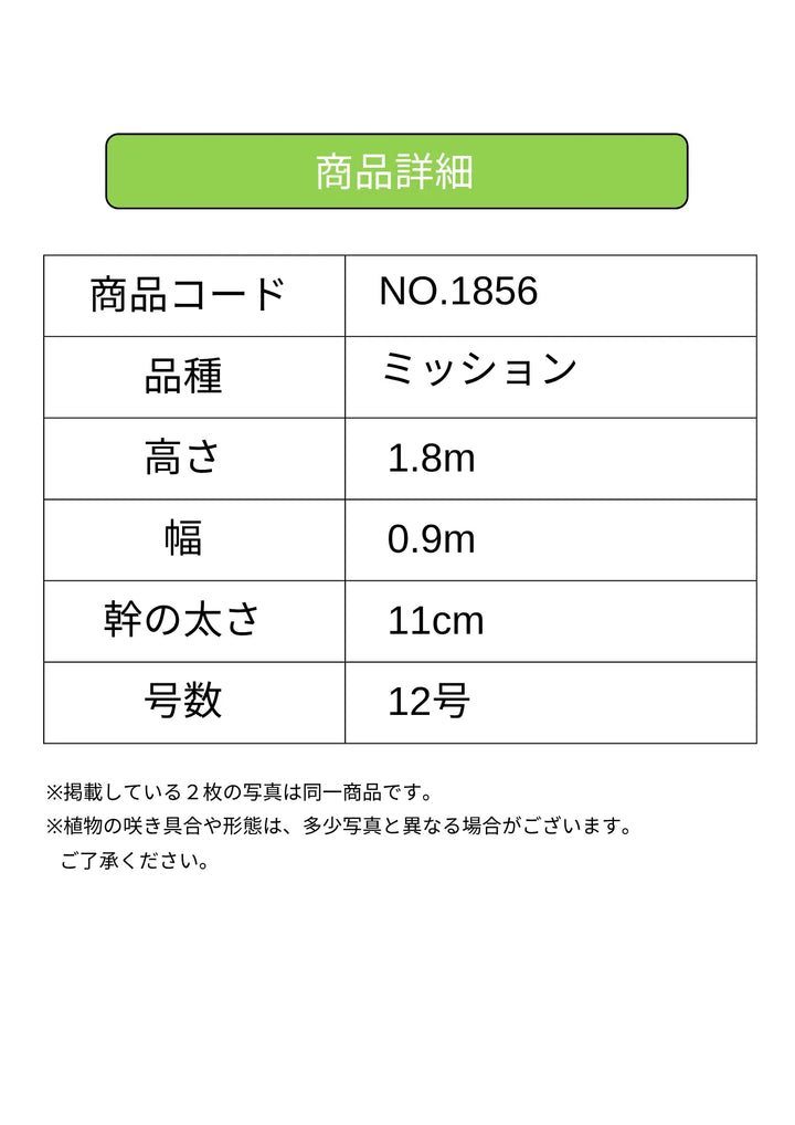 NEWミッション（オリーブの木）｜大型商品｜NO.1856 ｜約180cm